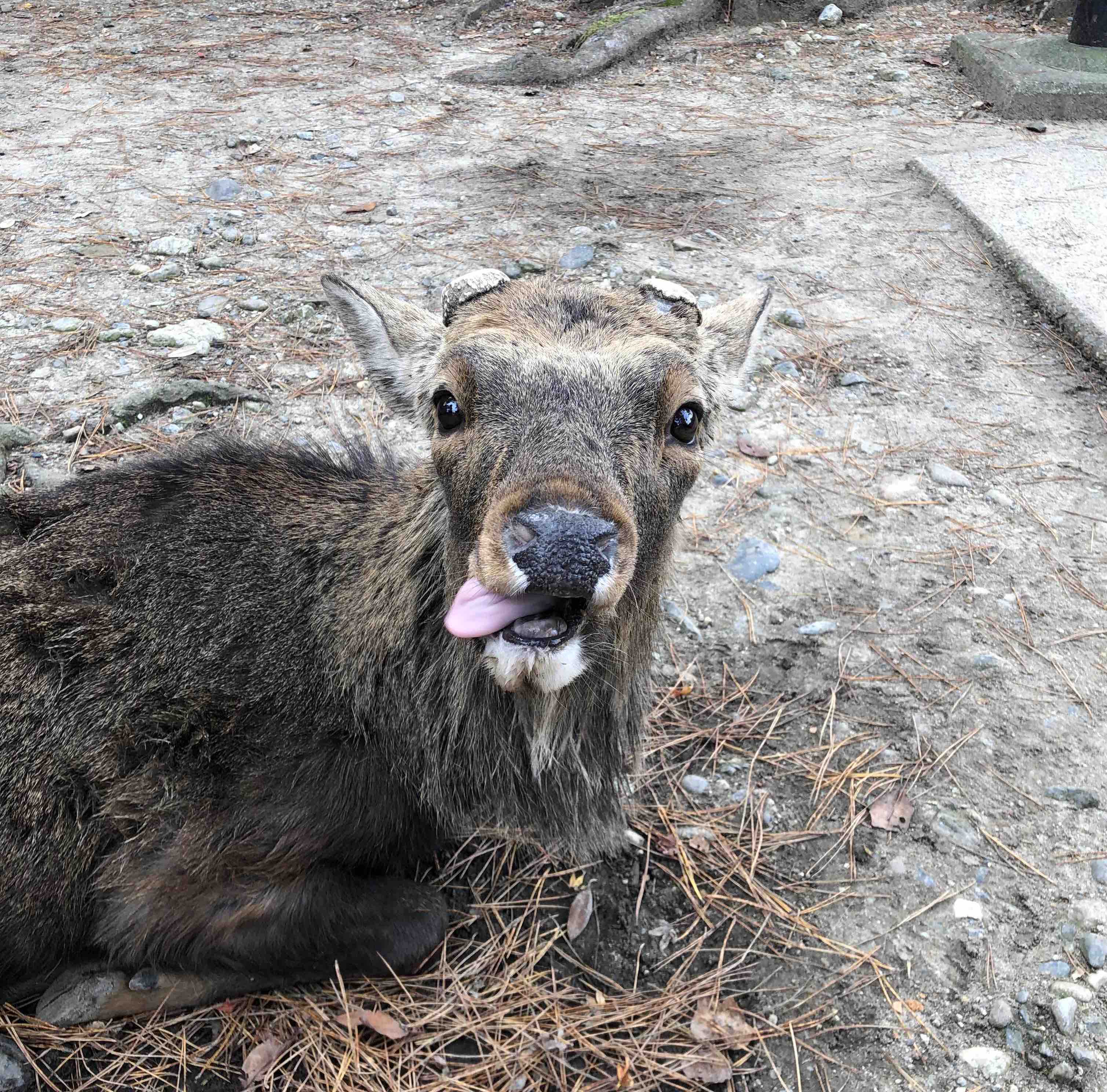 Head banging deers